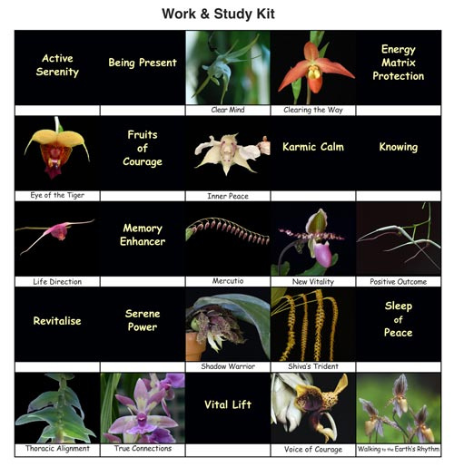 Fotos der 25 Orchideen-Essenzen des Work & Study-Sets