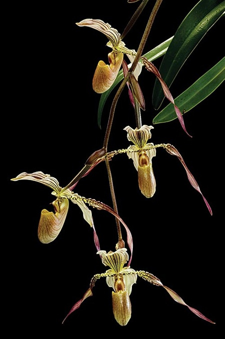 Blütenrispe der LTOE Orchideen-Essenz Light of my Eye