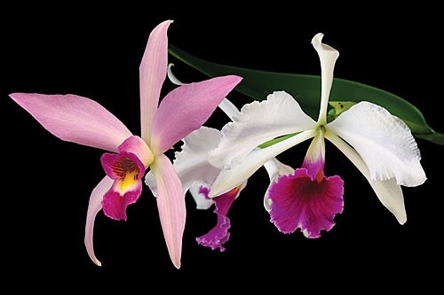 2 Blüten der LTOE Orchideen-Essenz Party Time
