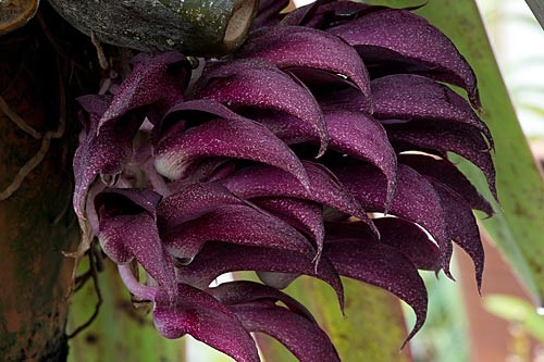 Violett-rote Blüte der LTOE Orchideen-Essenz Shadow Descent