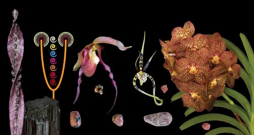 5 Blüten & 3 Edelsteine der LTOE Orchideen-Essenz Meditation