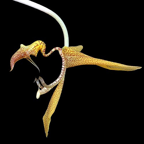 Drachenähnliche gelbe Blüte der LTOE Orchideen-Essenz Unicorn