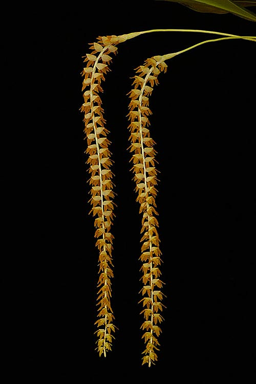 Goldgelbe Blüten-Rispen der LTOE Orchideen-Essenz Shiva's Trident
