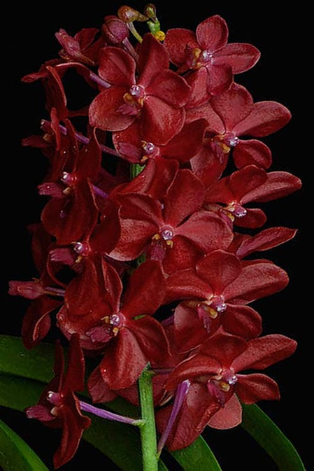Rote Blütenrispe der LTOE Orchideen-Essenz Spirit of the Higher Heart