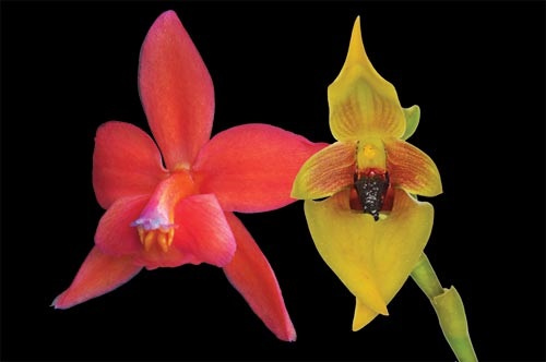 Rote und gelbe Blüte der LTOE Orchideen-Essenz Just Center 15ml