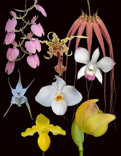 8 Blüten der LTOE Orchideen-Essenz Sleep of Peace