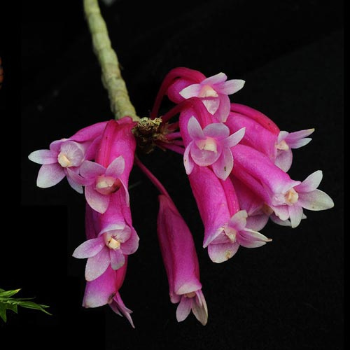 Rote Blüten der LTOE Orchideen-Essenz Celestial Siren