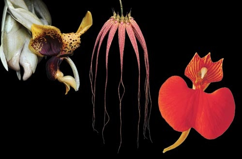 3 Blüten der LTOE Orchideen-Essenz Serene Power