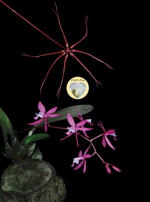 2 Blüten der LTOE Orchideen-Essenz Sacral Regulator