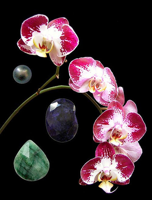 Weiß-rote Blüte & 3 Edelsteine der LTOE Orchideen-Essenz Love's Gift