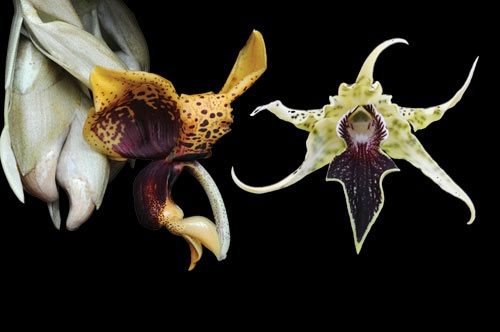 2 Blüten der LTOE Orchideen-Essenz Fruits of Courage