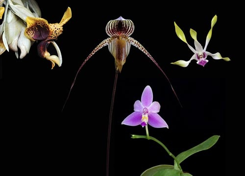 4 Blüten der LTOE Orchideen-Essenz Solus