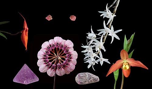 7 Blüten der LTOE Orchideen-Essenzenkombination Being Within