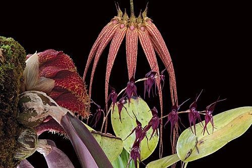 3 Blüten der LTOE Orchideen-Essenz Shadow Defense