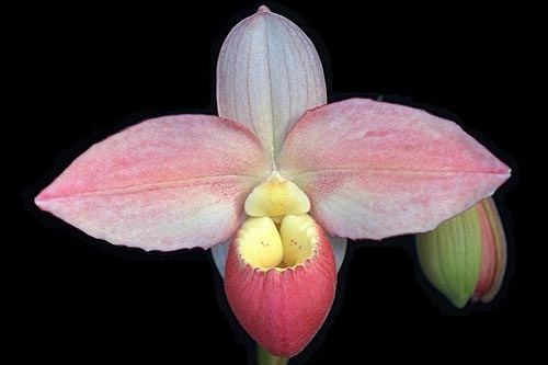 Gelb-rötliche Blüte der LTOE Orchideen-Essenz Messenger of the Heart