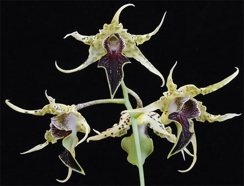 Weißlich-schwarze Blüte der LTOE Orchideen-Essenz Fruits of Love