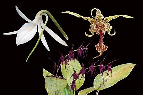 3 Blüten der LTOE Orchideen-Essenz Defend Protect & Purify