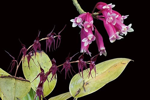 2 Blüten der LTOE Orchideen Essenzenkombination Celestial Defender