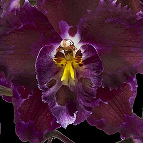 Rotviolette Blüte der LTOE Orchideen-Essenz Thymic Heart