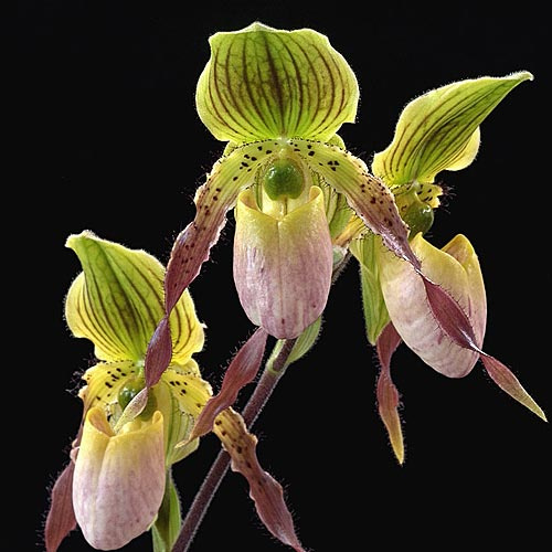 3 grüngelblich-rosa Blüten der LTOE Orchideen-Essenz Songline