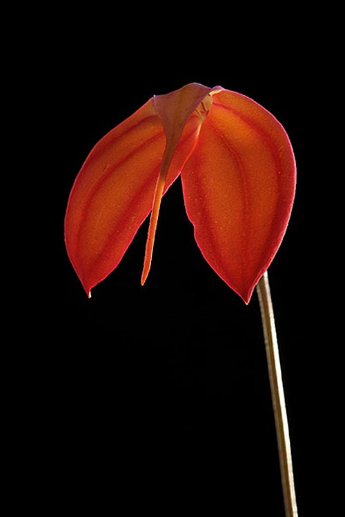 Rote Blüte der LTOE Orchideen-Essenz Fire of LIfe