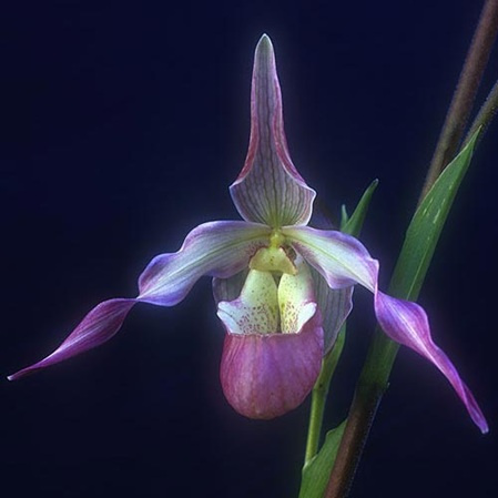 Weiß-violette Blüte LTOE Orchideen-Essenz Being in Time