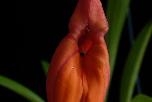 Rote Blüte der LTOE Orchideen-Essenz Furnace of Life