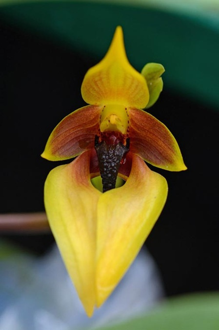 Gelbe Blüte der LTOE Orchideen-Essenz Centre Renewal