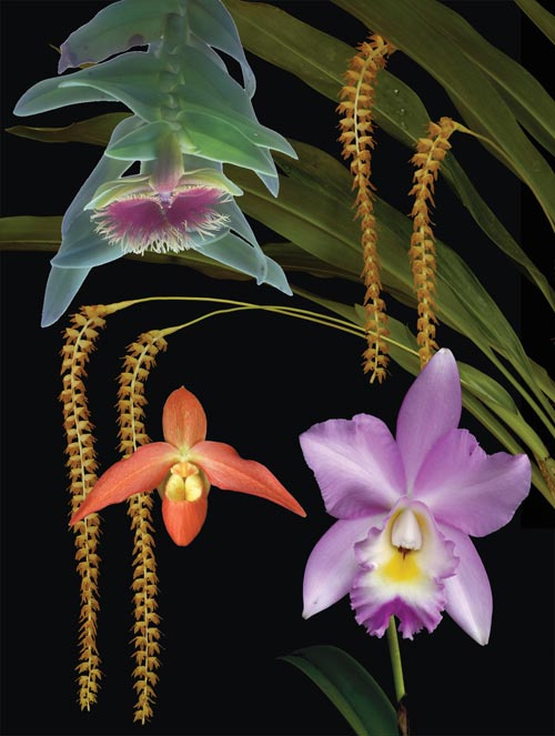 4 Blüten der LTOE Orchideen-Essenz Happy Relief
