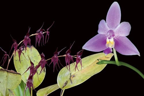 Schwarze und violette Blüte der LTOE Orchideen-Essenz Defender of the Light