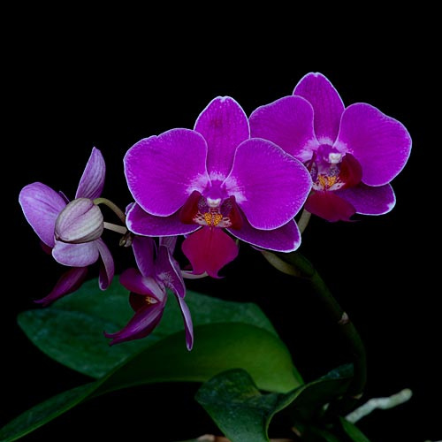 Violette Blüten der LTOE Orchideen-Essenz Compassionate Heart 15ml