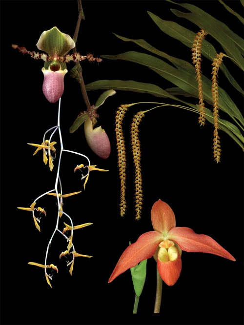 5 Blüten der LTOE Orchideen-Essenz Doubl Espresso