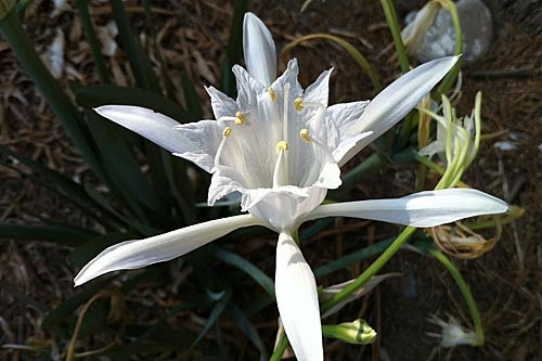 Weiße Blüte der LTOE Blüten-Essenz Poseidon's Trumpet