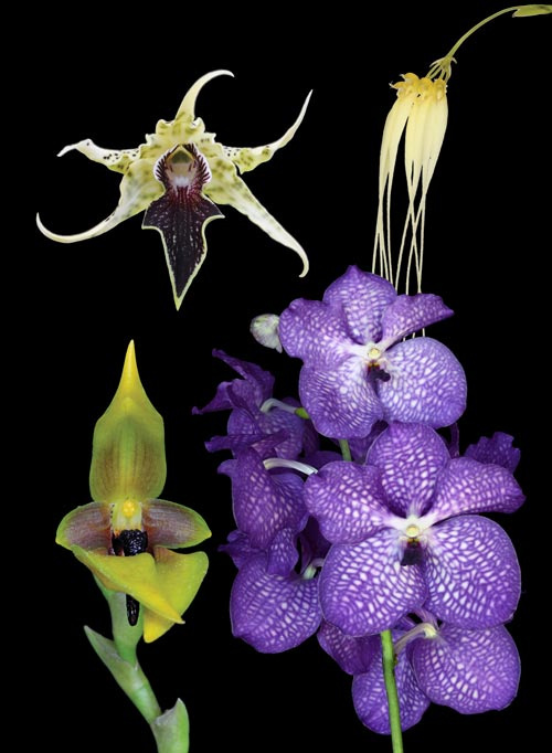 4 Blüten der LTOE Orchideen-Essenz Life Cycle Renewal