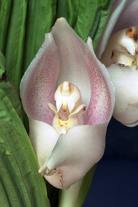 Weiße Blüte der LTOE Orchideen-Essenz Boundless Peace