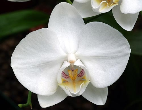 Weiße Blüte der LTOE Orchideen-Essenz White Beauty