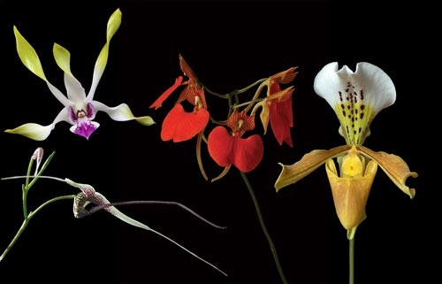 4 Blüten der LTOE Orchideen-Essenz Memory Enhancer