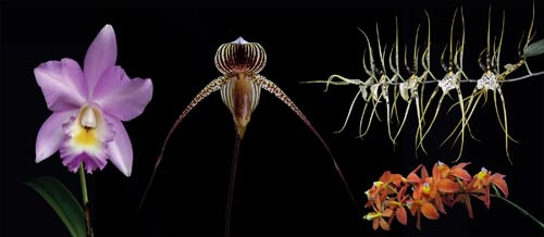4 Blüten der LTOE Orchideen-Essenz Sympathetic