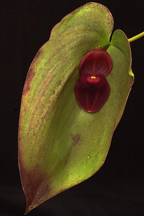 Dunkelrotes Blüten in Blatt der LTOE Orchideen-Essenz Knight's Cloak