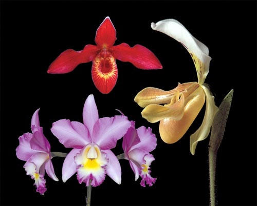 3 Blüten der LTOE Orchideen-Essenz Healing the Hidden (Heyoka)