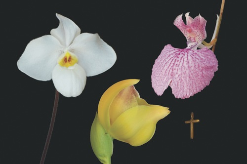 3 Blüten der LTOE Orchideen-Essenz  Gentle Geisha
