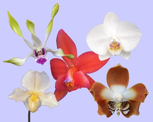 5 Blüten der LTOE Orchideen-Essenz Love beyond Love