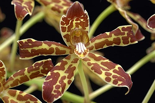 Gelb-braun gefleckte Blüte der LTOE Orchideen-Essenz Wingéd Gold