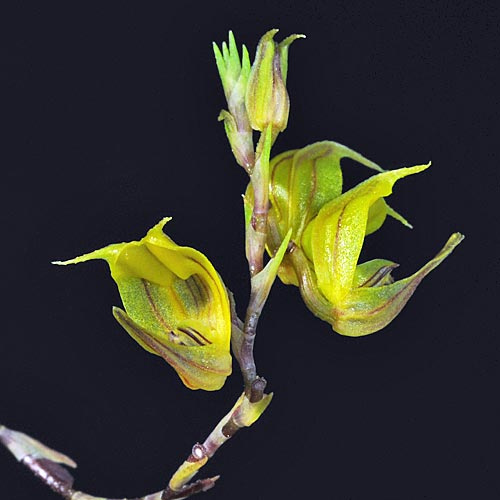 Gelbe Blüten der LTOE Orchideen-Essenz Celestial Triangle