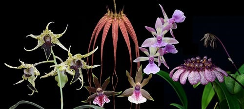 6 Blüten der LTOE Orchideen-Essenz Revelation