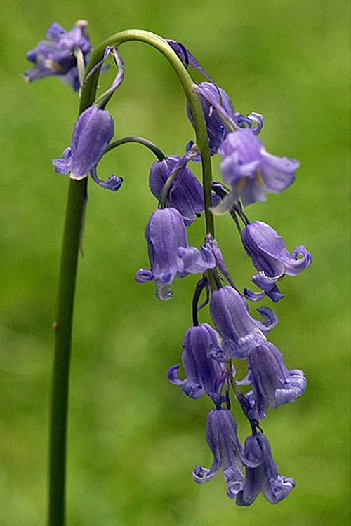 Blaue Blüten der Bluebell-Blüten-Essenz Bluebell