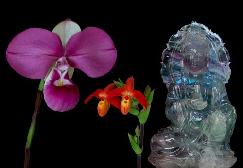 2 Blüten & Figuren-Fluorit der LTOE Orchideen-Essenz Vital Light