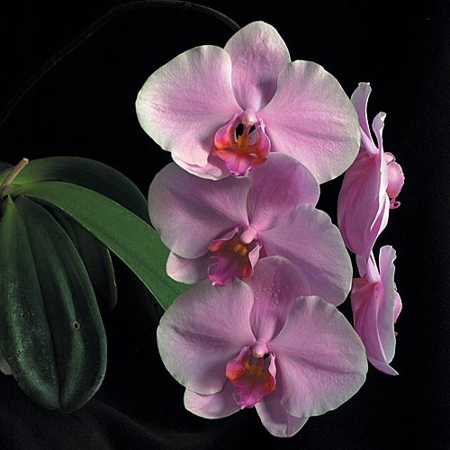 Weiß-rosa Blüten der LTOE Orchideen-Essenz Wisdom of Compassion