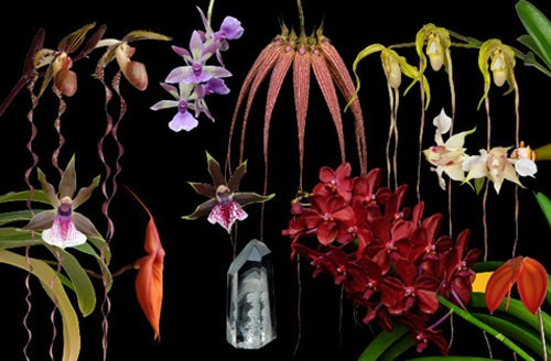 8 Blüten & 2 Edelsteine der LTOE Orchideen-Essenz Spirit Path 1