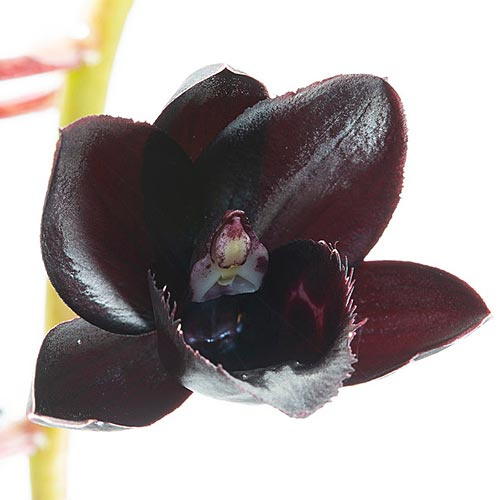 Blüte der LTOE Orchideen-Essenz Rising against the Dark